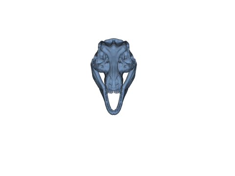Tyrannosaurus Rex Skull 3D-printmodel