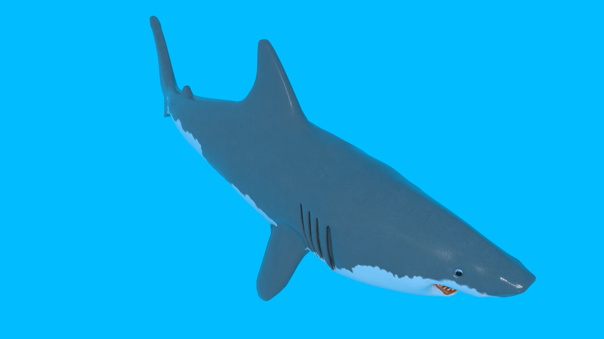 Shark v1 Blend-Obj-Fbx-Dae-Glb 3D Model .c4d .max .obj .3ds .fbx .stl .blend