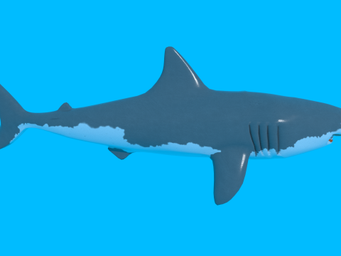 Shark v1 Blend-Obj-Fbx-Dae-Glb 3D Model