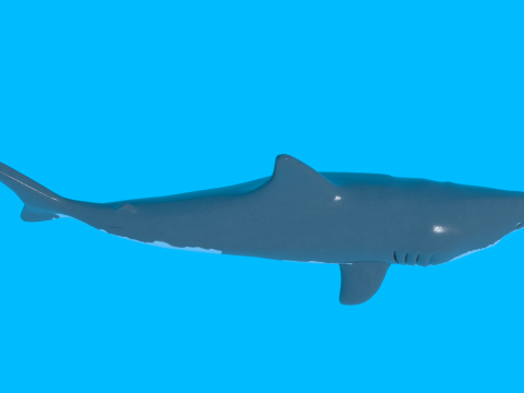 Shark v1 Blend-Obj-Fbx-Dae-Glb 3D Model