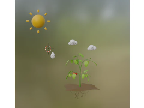 Photosynthesis 3D Model