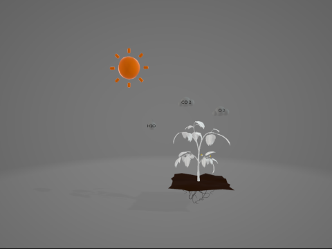 Photosynthesis 3D Model