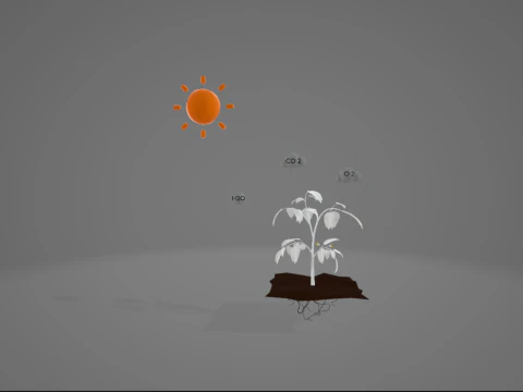 Photosynthesis 3D Model