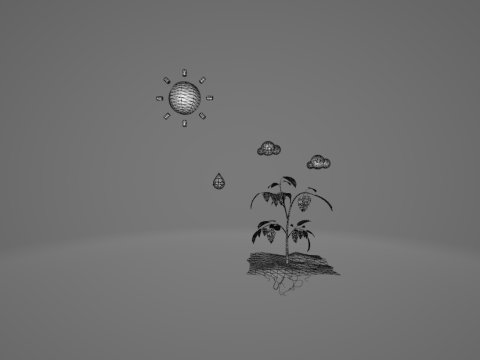 Photosynthesis 3D Model