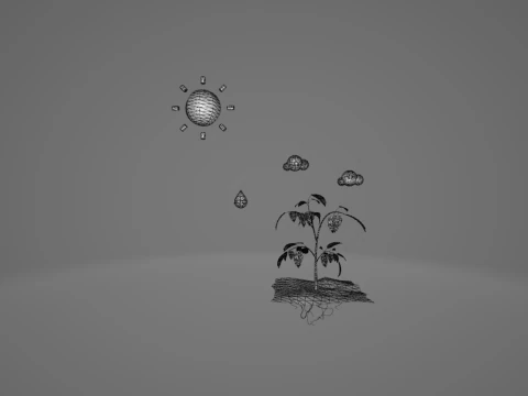 Photosynthesis 3D Model