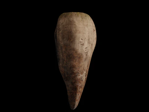 Sugar Beet High Quality 4K 3D Model