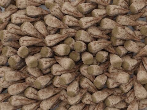 Sugar Beet High Quality 4K 3D 모델