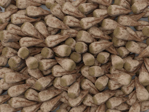 Sugar Beet High Quality 4K 3D Model