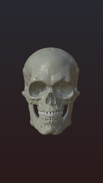 Skull 3D Print Model .c4d .max .obj .3ds .fbx .stl .blend 