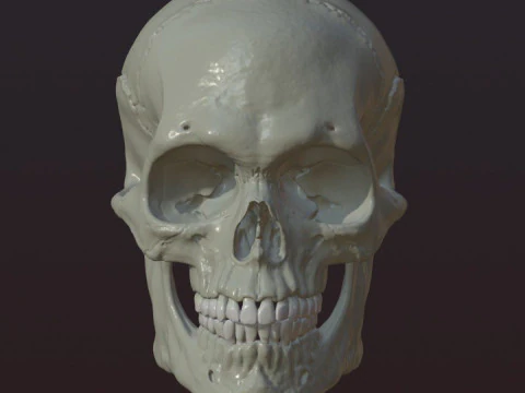 Cr&acirc;nio Modelo de Impressão 3D