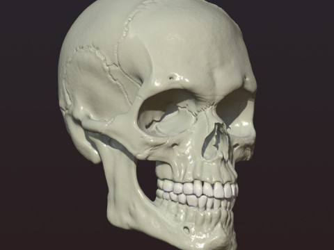 Skull 3D Print Model
