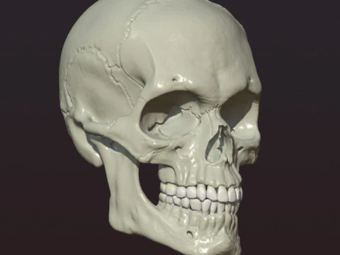 Cr&acirc;nio Modelo de Impressão 3D