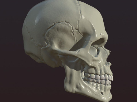 Skull 3D Print Model