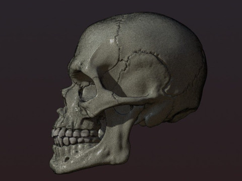 Skull 3D Print Model