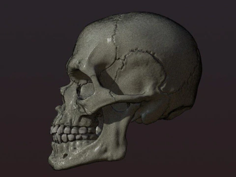 Cr&acirc;nio Modelo de Impressão 3D