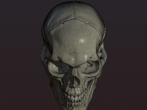 Skull 3D Print Model
