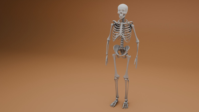 Simple 3D skeleton 3D Model .c4d .max .obj .3ds .fbx .stl .blend