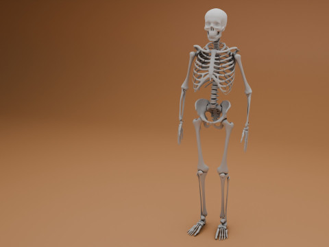 Simple 3D skeleton 3D Model