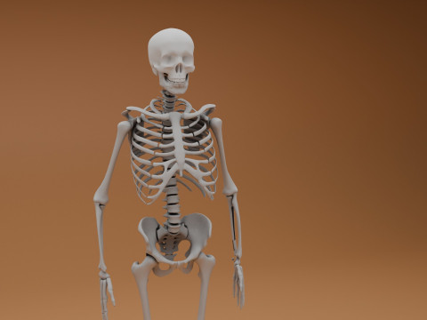 Simple 3D skeleton 3D Model