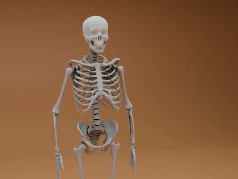 Scheletro 3D semplice Modello 3D