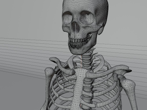 Simple 3D skeleton 3D Model