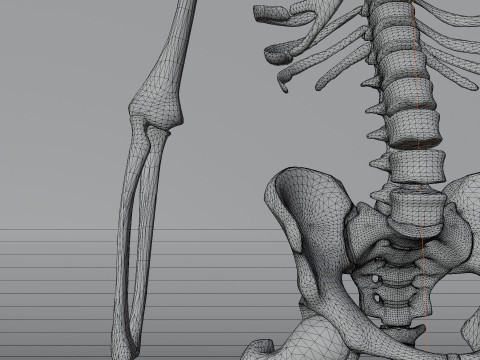 Simple 3D skeleton 3D Model