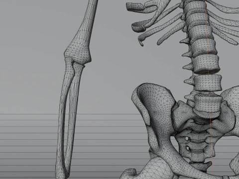 Scheletro 3D semplice Modello 3D