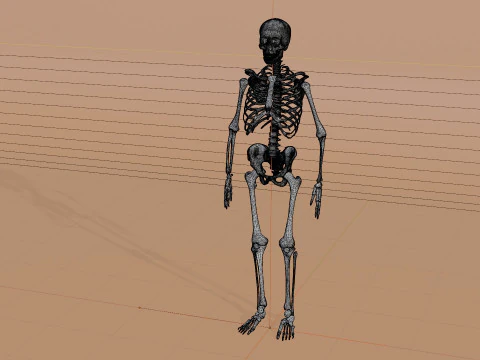 Scheletro 3D semplice Modello 3D