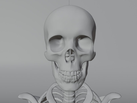 Simple 3D skeleton 3D Model