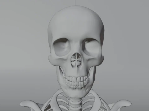 Scheletro 3D semplice Modello 3D