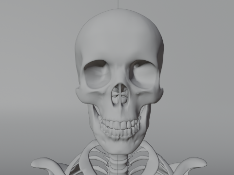 Simple 3D skeleton 3D Model