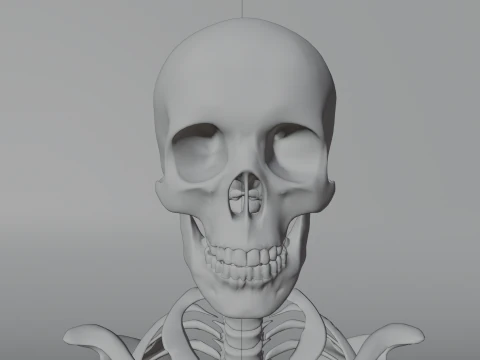 Scheletro 3D semplice Modello 3D