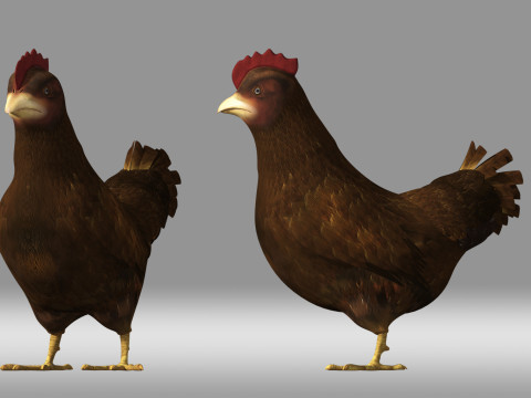 Chicken hen Modèle 3D