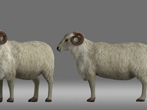 Schaf 3D Modell