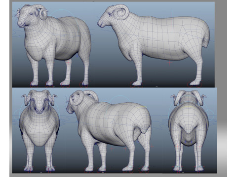 Sheep 3D Model