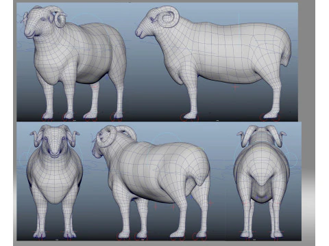 Sheep 3D Model