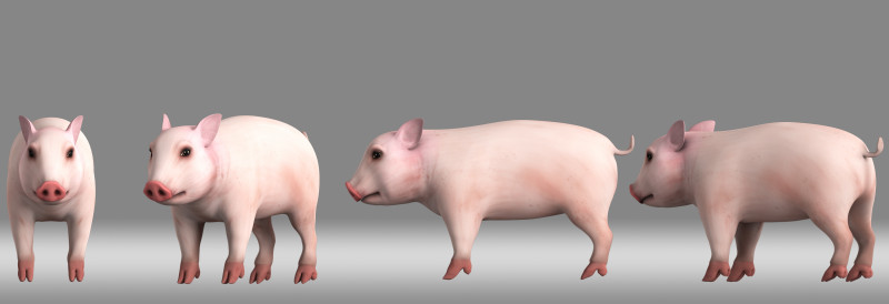 Cartoon pig piggy 3D Model .c4d .max .obj .3ds .fbx .stl .blend 