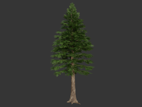 Cartoon cedar pine 3D Model
