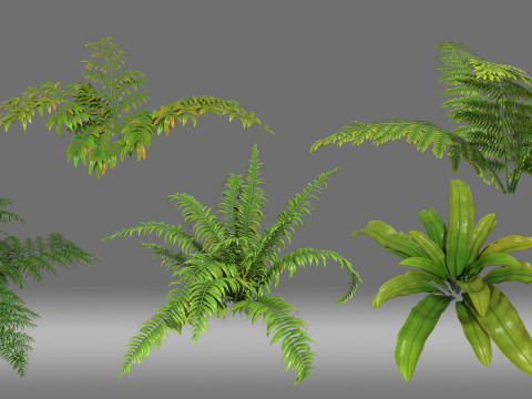 Shrub plant Modèle 3D