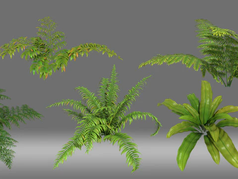 Pianta arbustiva Modello 3D