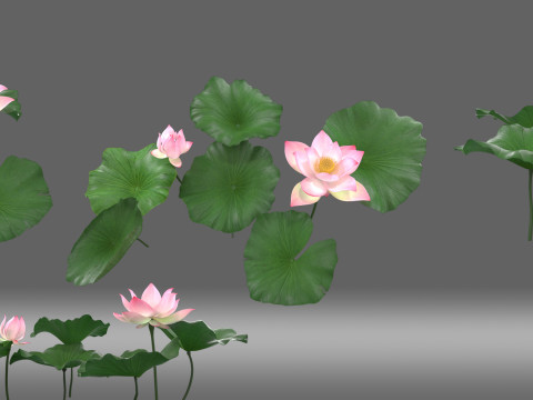 Cartoon lotus 3D Model