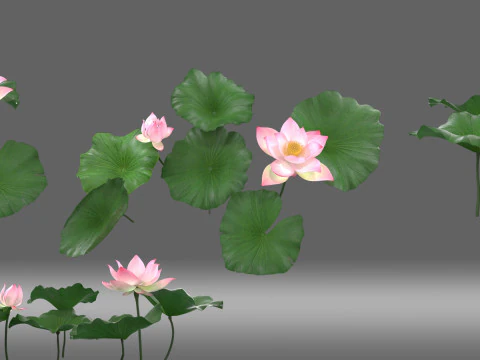 Мультфильм лотос 3D Модель