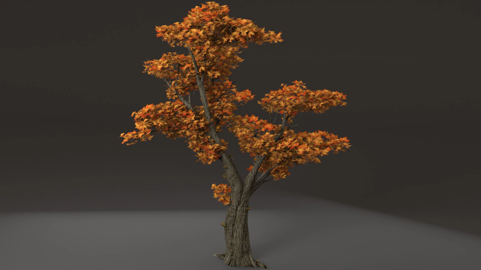 Maple Tree 3D Model .c4d .max .obj .3ds .fbx .stl .blend 