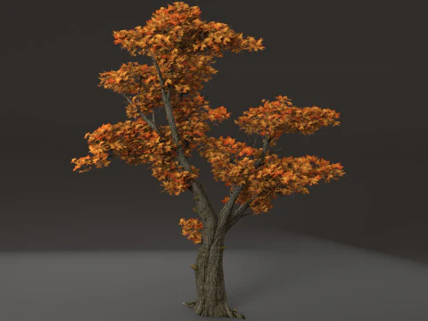 Maple Tree 3D Model