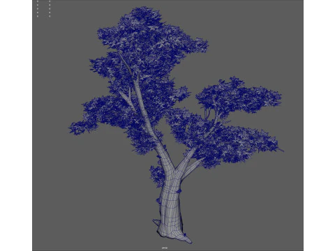 Maple Tree 3D Model