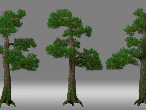Сосна 3D Модель