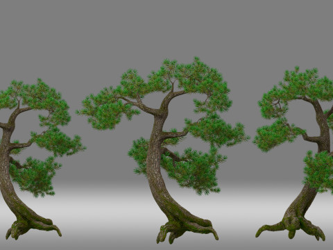 Pine tree 3D Model
