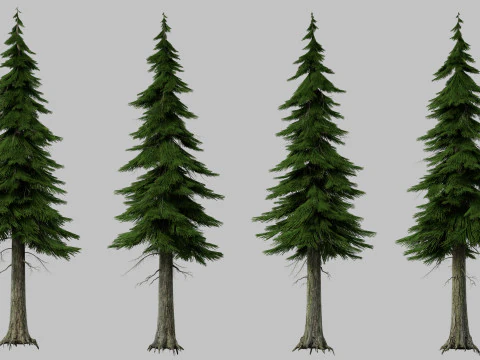 Сосна 3D Модель