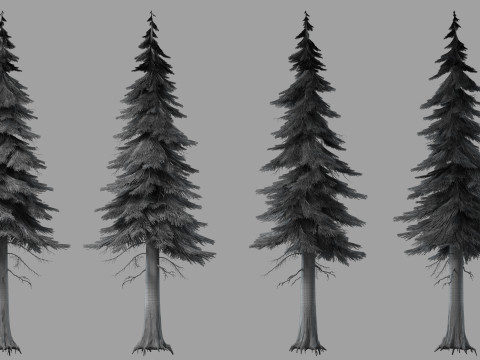 Pine tree 3D Модель