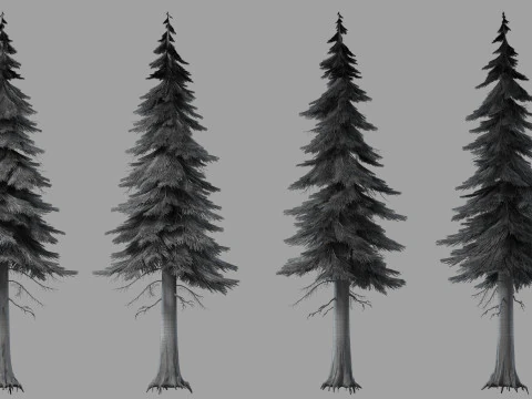 Pine tree 3D Model